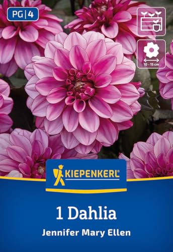 kiepenkerl-dekorative-dahlie-jennifer-mary-ellen-beetdahlie image 7