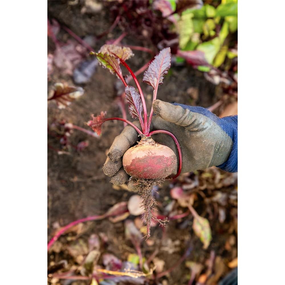 sperli-bio-rote-beete-storuman-r-bensamen image 5