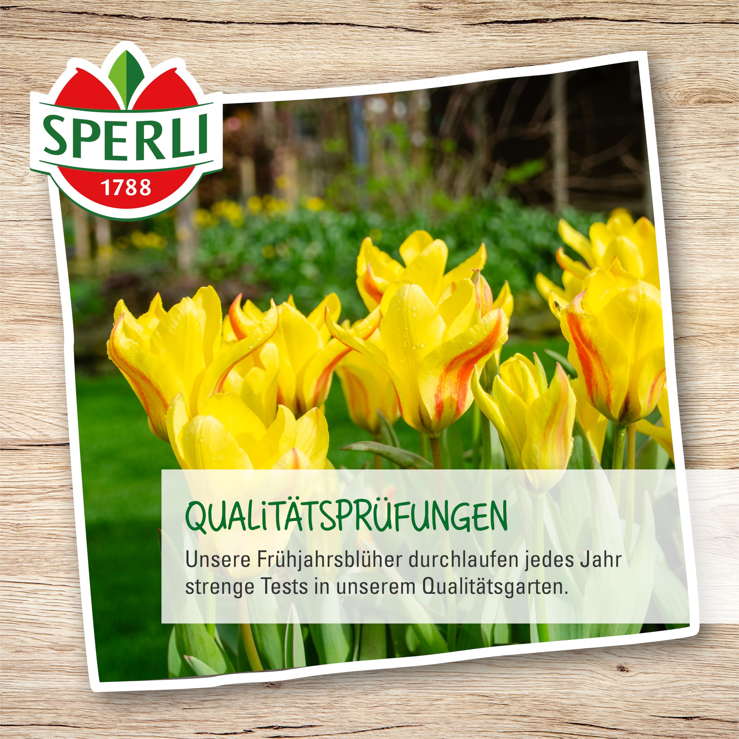 sperli-botanische-narzisse-jetfire-blumenzwiebeln-gelb-mit-orangeroter-trompete image 4