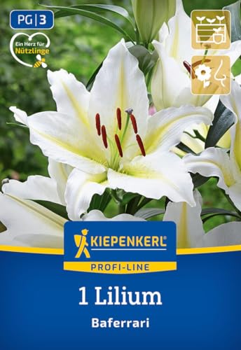 kiepenkerl-profi-line-oriental-lilie-baferrari-blumenzwiebeln-wei-gelb-100-cm image 7