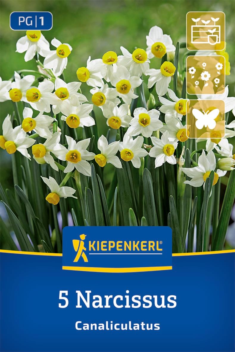 kiepenkerl-miniatur-tazetten-narzisse-canaliculatus-blumenzwiebeln image 1