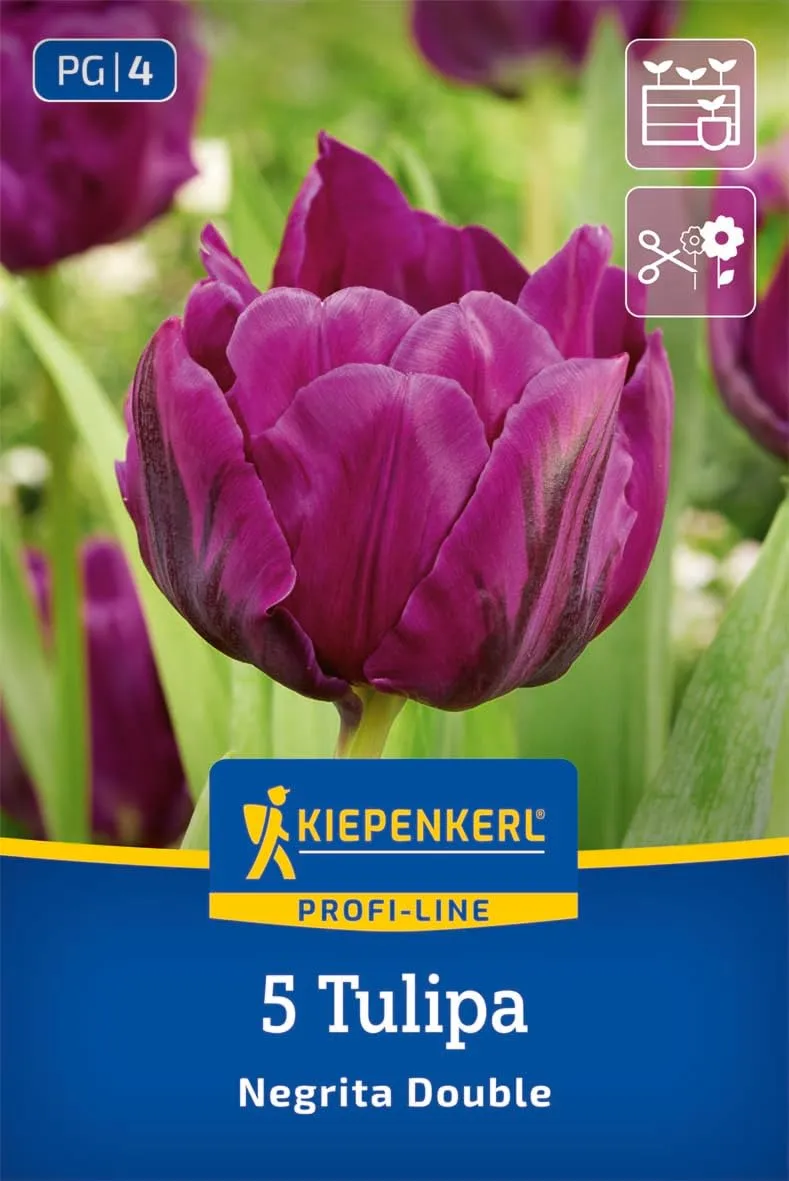 kiepenkerl-profi-line-gef-llte-sp-te-tulpe-negrita-double-blumenzwiebeln image 1