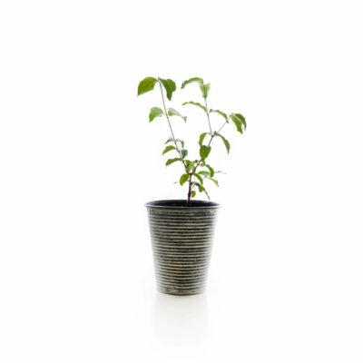 samen-maier-bio-kornelkirsche-jolico-obstgeh-lz image 4