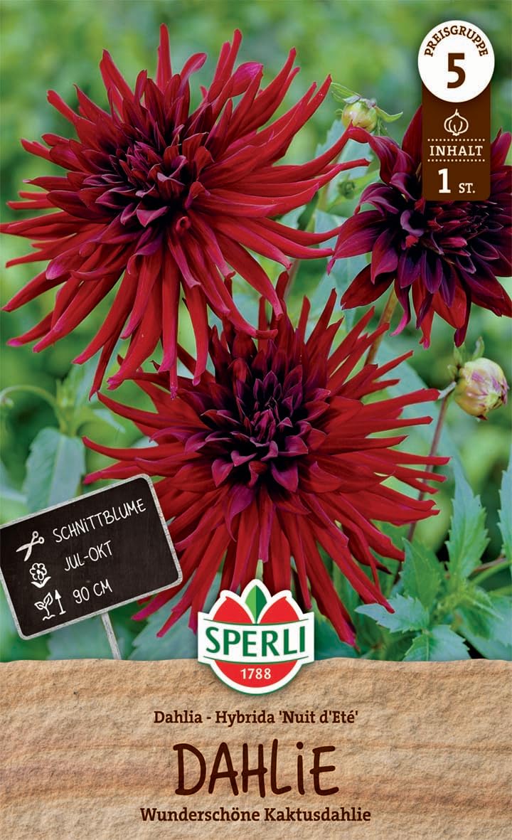 sperli-dahlie-nuit-d-ete-blumenzwiebel-kaktusdahlie-dunkelrot-ca-90-cm image 1