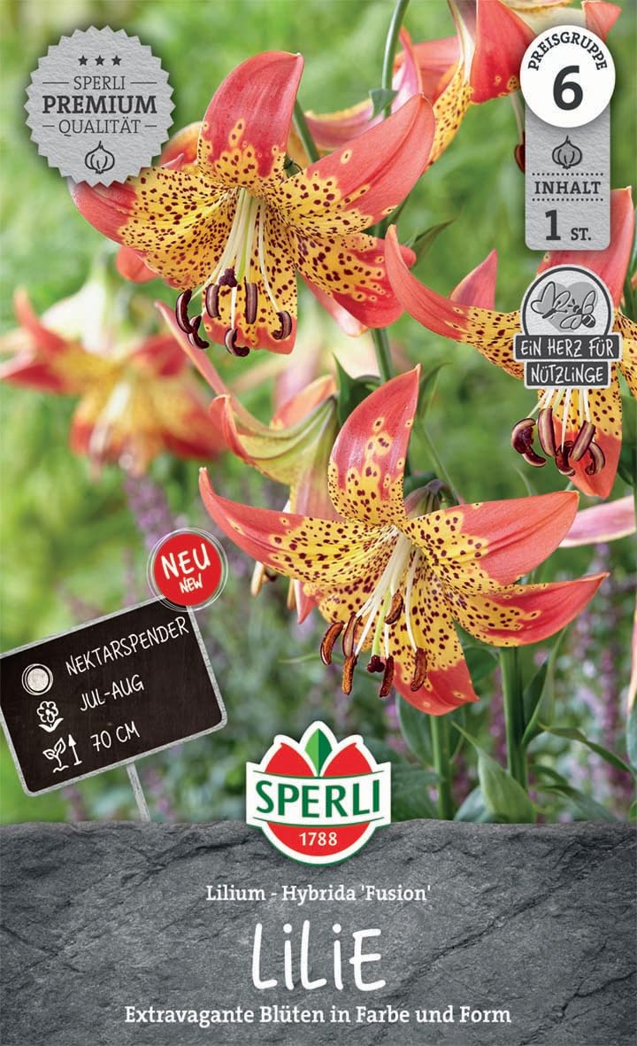 sperli-lilie-fusion-263503-lilienzwiebeln-korallrot-gelb-ca-70-cm image 1