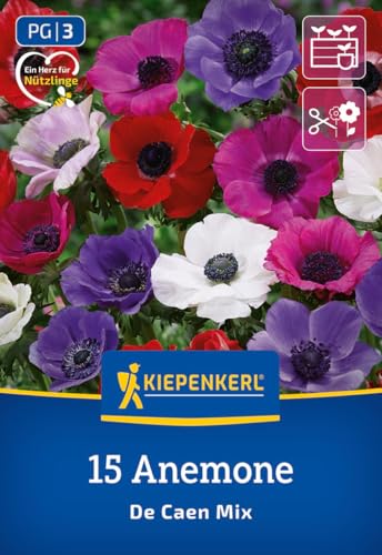 kiepenkerl-kronenanemone-de-caen-mischung-blumenzwiebeln image 7