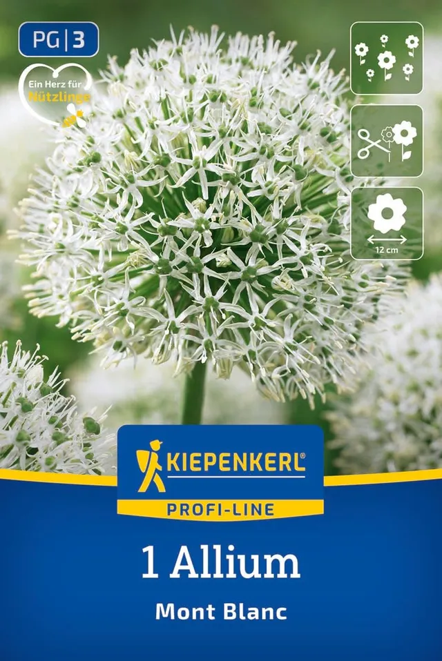 kiepenkerl-2700005-zierlauch-mont-blanc-riesen-allium-wei-100-cm image 1