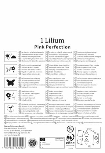 kiepenkerl-trompeten-lilie-pink-perfection-blumenzwiebeln-violettrosa-120-cm image 8