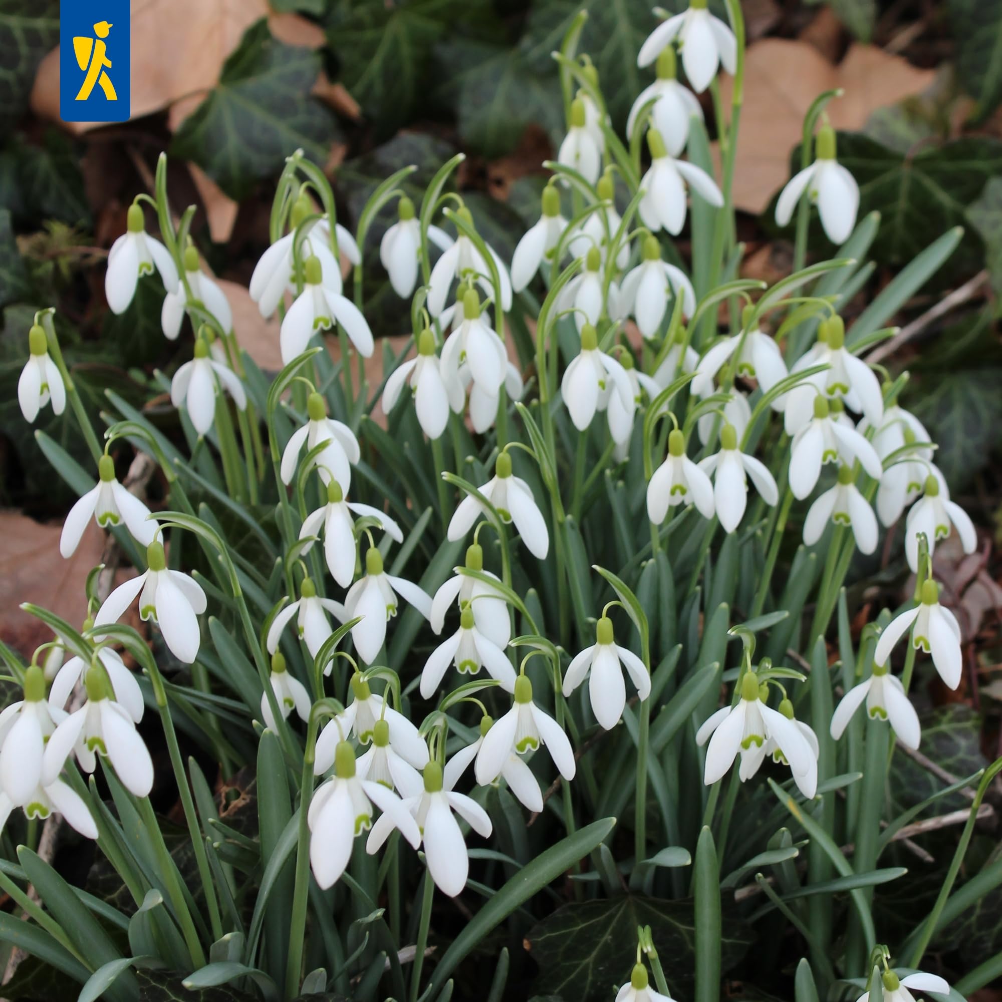 kiepenkerl-schneegl-ckchen-galanthus-nivalis-mega-pack-50-pflanzen-wei image 3