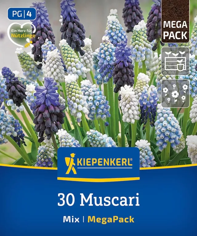 kiepenkerl-mega-pack-traubenhyazinthen-mischung-blumenzwiebeln-blau-wei-bis-30-z image 1