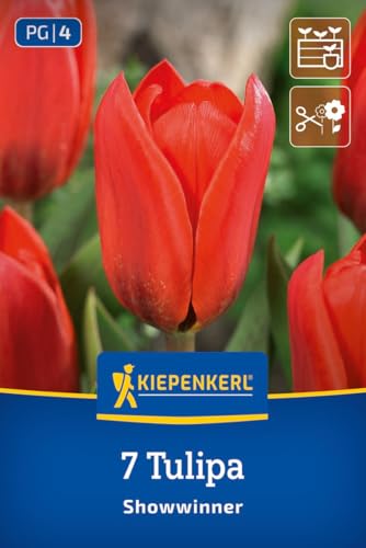 kiepenkerl-kaufmanniana-tulpe-showwinner-2000039-kardinalsrot-mit-geflecktem-lau image 8