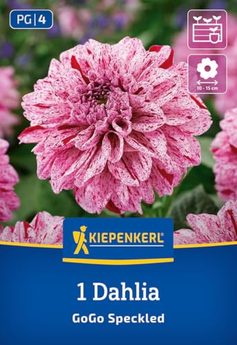 kiepenkerl-beet-k-bel-dahlie-go-go-speckled-blumenzwiebeln image 7