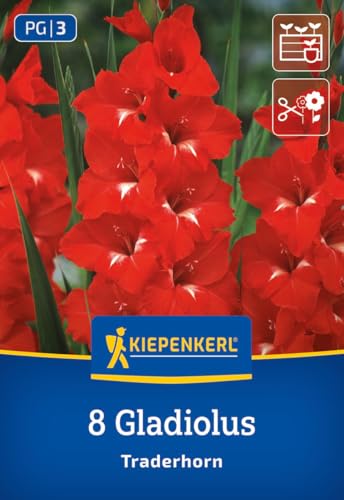 kiepenkerl-gro-blumige-gladiole-traderhorn-3400002-blumenzwiebeln image 7