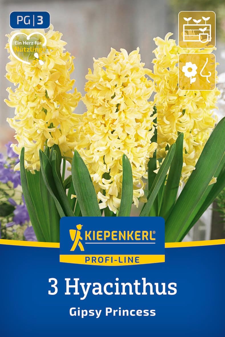 kiepenkerl-profi-line-hyazinthe-gipsy-princess-blumenzwiebeln-gelbe-duft-hyazint image 1