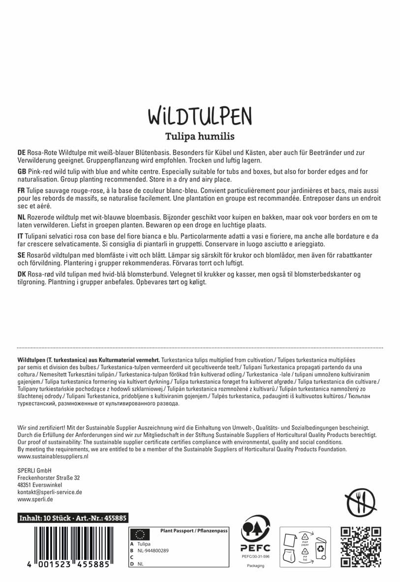 sperli-wildtulpe-little-beauty-rosa-rote-botanische-tulpe-bienenfreundlich image 2