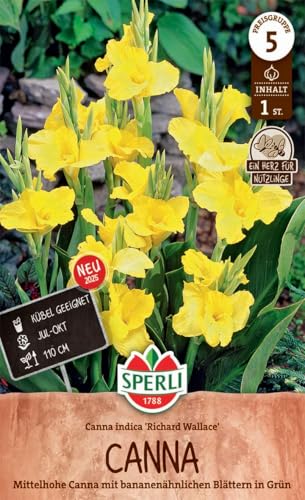 sperli-canna-richard-wallace-blumenzwiebeln-gelb-110-cm-k-bel image 3