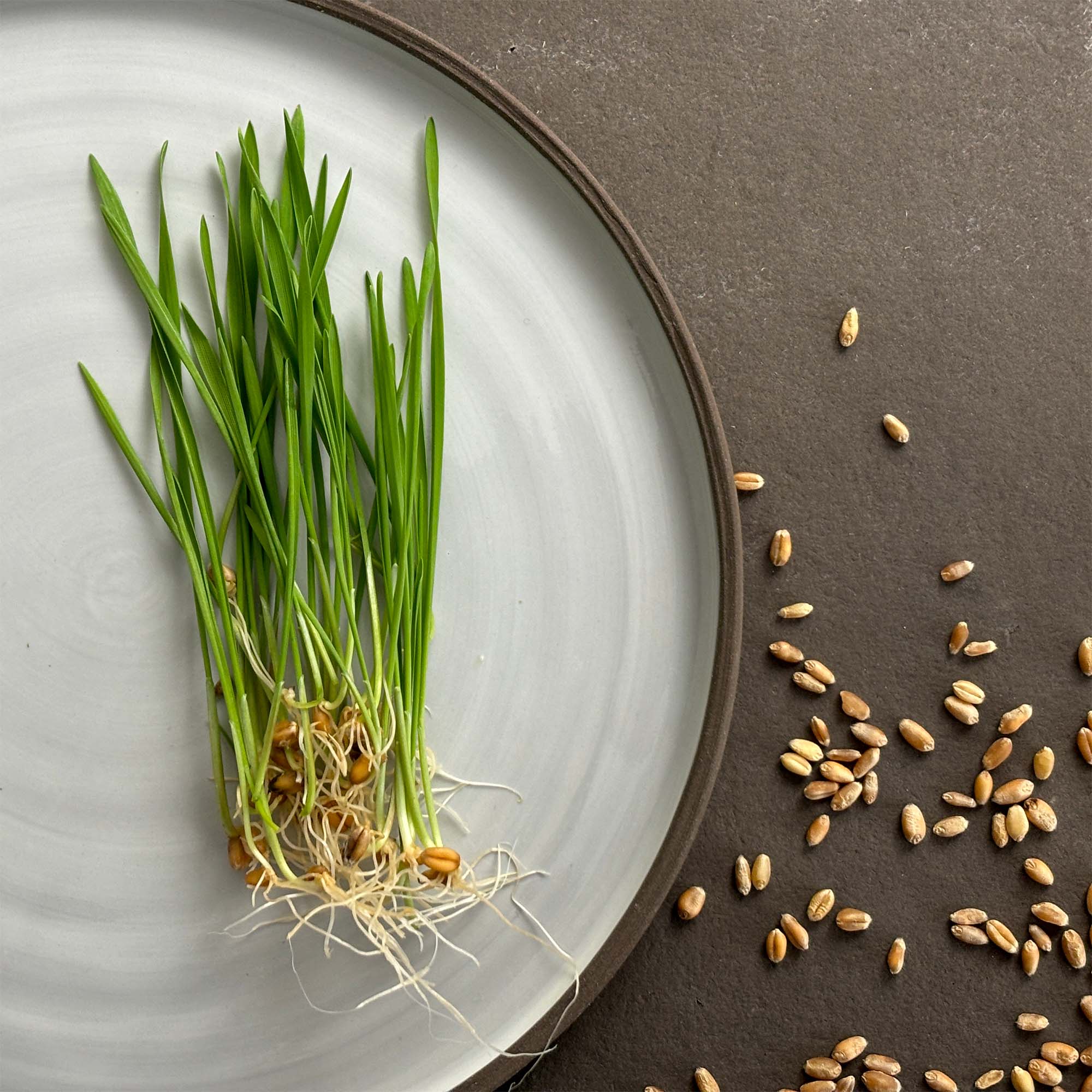 samen-maier-bio-sprossen-microgreens-weizengras image 3