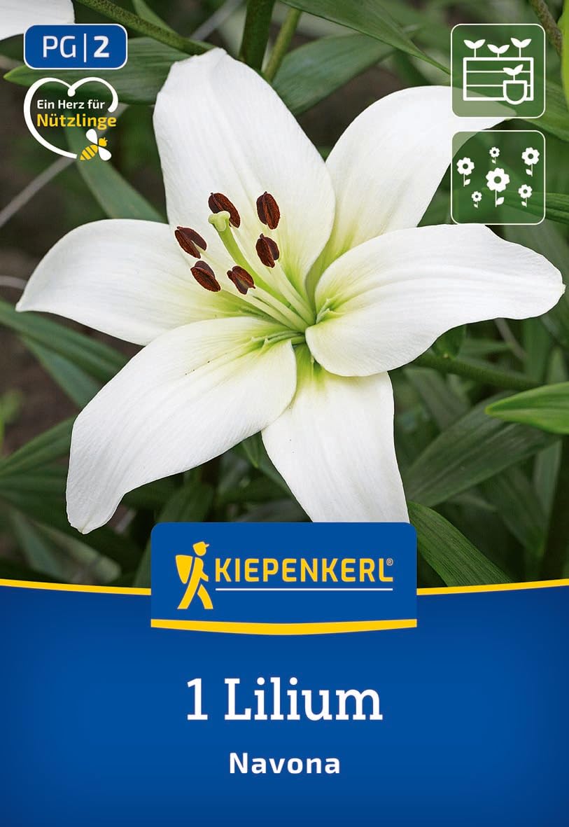 kiepenkerl-asiatische-lilie-navona-blumenzwiebeln-90-cm image 1