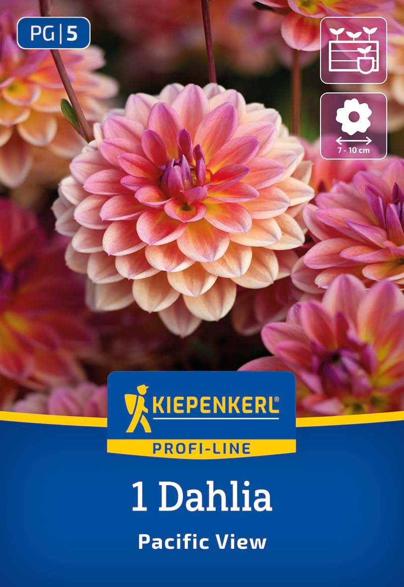 kiepenkerl-profi-line-dahlie-pacific-view-3000061-blumenzwiebeln-lachsrosa-gelb- image 1