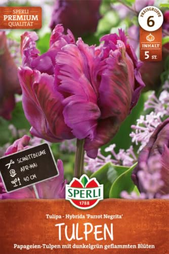 sperli-papagei-tulpe-parrot-negrita-456486-dunkelviolett-gr-n-gestreift image 3