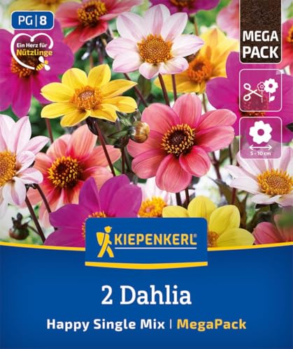 kiepenkerl-dahlien-happy-single-mix-dunkellaubig-mega-pack-blumenzwiebeln image 7