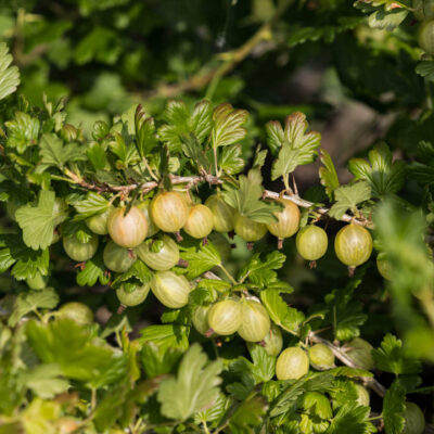 samen-maier-bio-stachelbeere-hinnonm-ki-gelb-strauch image 2