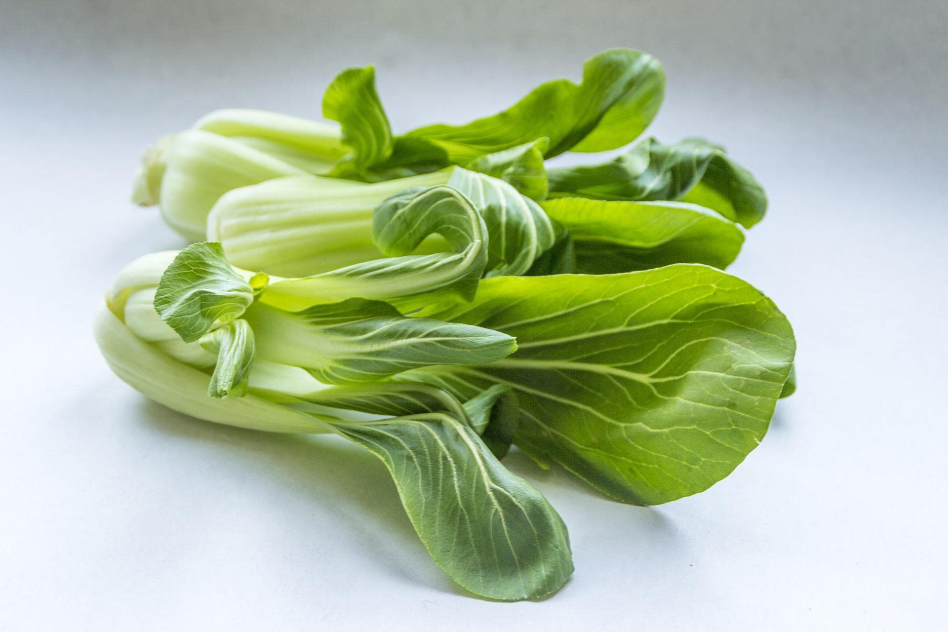 sperli-premium-pak-choi-samen-81173-mini-asia-gem-se image 3
