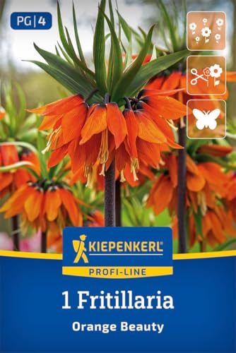 kiepenkerl-profi-line-kaiserkrone-orange-beauty-blumenzwiebeln-90-cm image 8