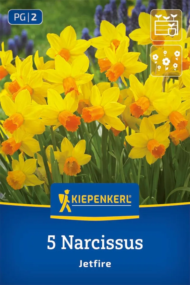 kiepenkerl-alpenveilchen-narzisse-jetfire-2450012-blumenzwiebeln-gelb-rot-25-cm image 1