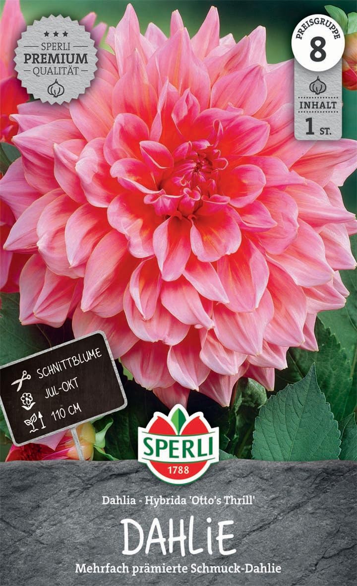 sperli-dahlie-otto-s-thrill-blumenzwiebel-schmuck-dahlie-rosa-gef-llt-ca-110-cm image 1