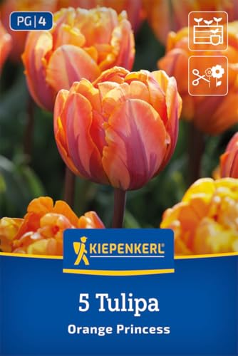 kiepenkerl-gef-llte-sp-te-tulpe-orange-princess-blumenzwiebeln image 6