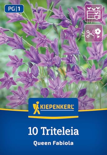 kiepenkerl-fr-hlingsstern-queen-fabiola-blumenzwiebeln-blau-mehrj-hrig-k-belgeei image 7