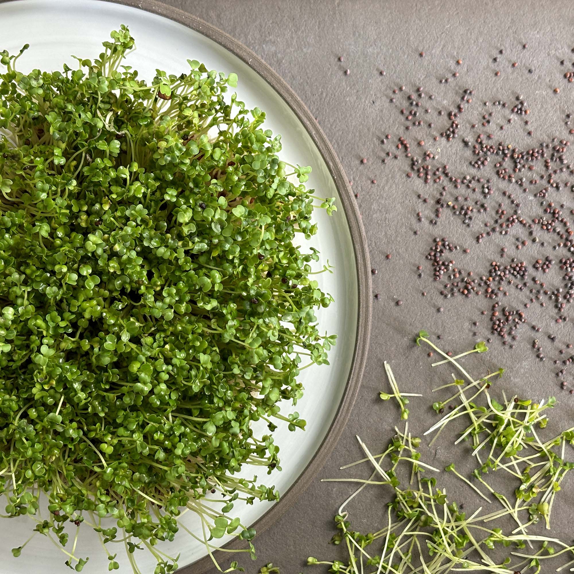 samen-maier-bio-sprossen-brokkoli-vorteilsmenge-microgreens-saatgut image 2
