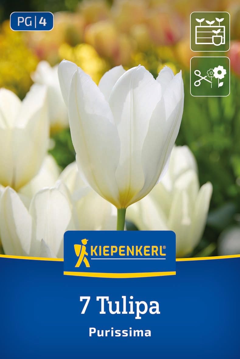 kiepenkerl-fosteriana-tulpe-purissima-blumenzwiebeln-wei-e-tulpe-mit-cremefarben image 1