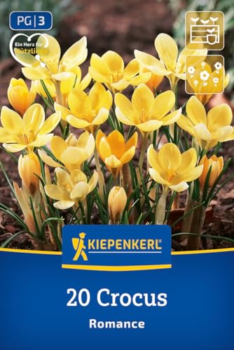 kiepenkerl-wildkrokus-romance-blumenzwiebeln-cremefarben-10-cm image 8