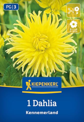 kiepenkerl-kaktus-dahlie-kennemerland-blumenzwiebeln-dahlienknollen-gelb image 7