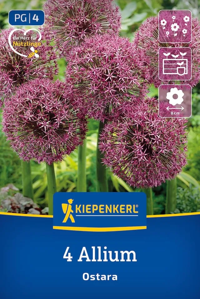 kiepenkerl-zierlauch-ostara-blumenzwiebeln-40-cm-lila-rot-k-belgeeignet image 1