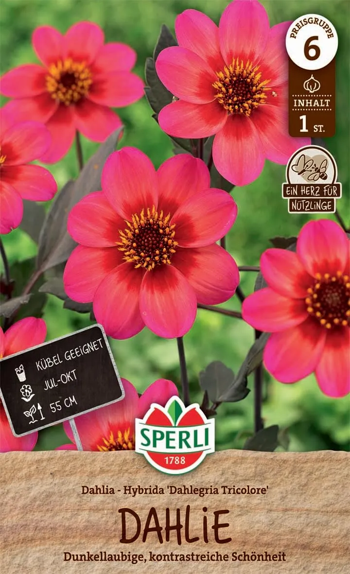 sperli-dahlie-dahlegria-tricolore-blumenzwiebeln-gelb-rot-purpur image 1