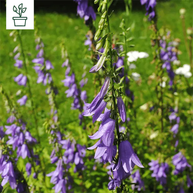 samen-maier-bio-acker-glockenblume-campanula-rapunculoides-im-topf image 1