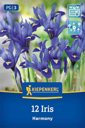kiepenkerl-netzblatt-schwertlilie-iris-reticulata-blumenzwiebeln-violett-gelb image 8