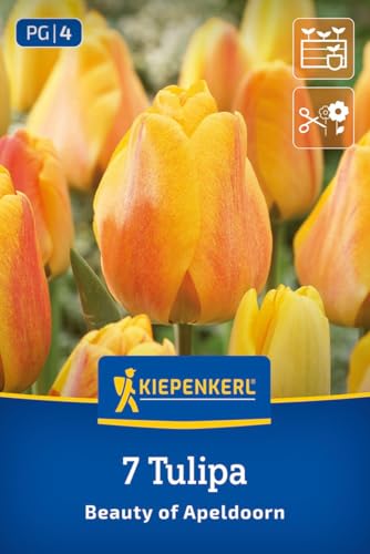 kiepenkerl-darwin-hybrid-tulpe-beauty-of-apeldoorn-blumenzwiebeln-gelb-orange-50 image 7