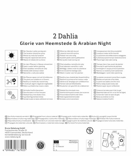 kiepenkerl-dahlien-duo-glory-of-heemstede-arabian-night-blumenzwiebeln image 8