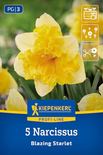 kiepenkerl-schmetterlings-narzisse-blazing-starlet-blumenzwiebeln-gelb-orange image 8