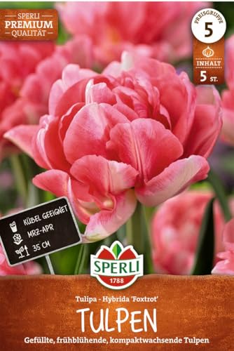 sperli-gef-llte-fr-he-tulpe-foxtrot-456288-rosa-pink-30-40-cm image 7