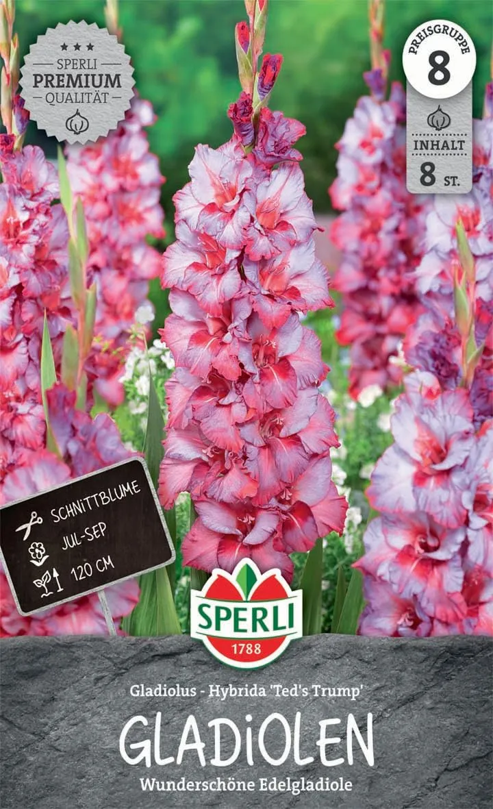 sperli-gladiole-ted-s-trump-262018-90-110-cm-schnittblume image 1