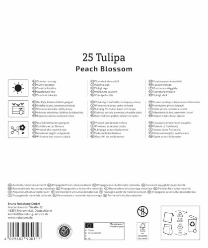 kiepenkerl-tulpenzwiebeln-peach-blossom-mega-pack-25-fr-he-gef-llte-tulpen image 5