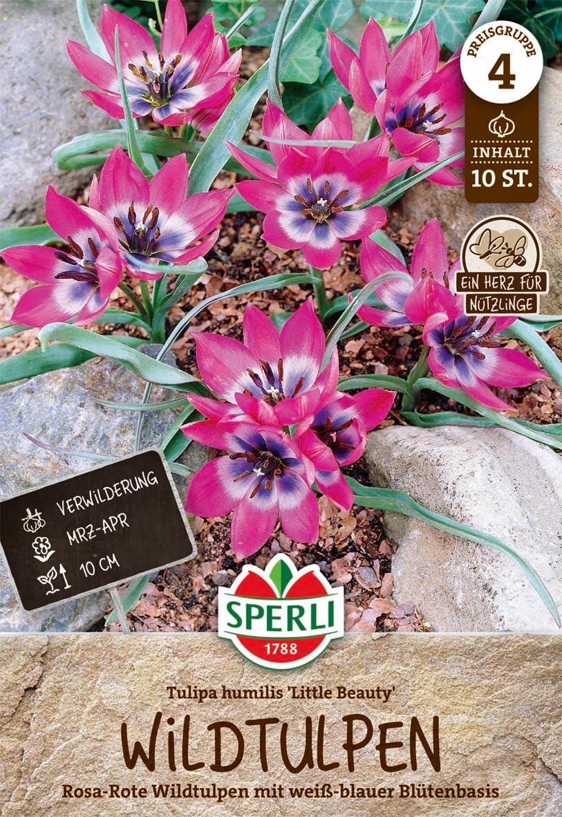 sperli-wildtulpe-little-beauty-rosa-rote-botanische-tulpe-bienenfreundlich image 1