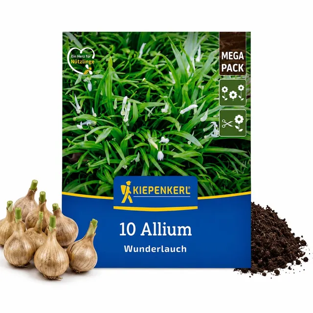 kiepenkerl-wunderlauch-allium-paradoxum-mega-pack-blumenzwiebeln-f-r-10-pflanzen image 1