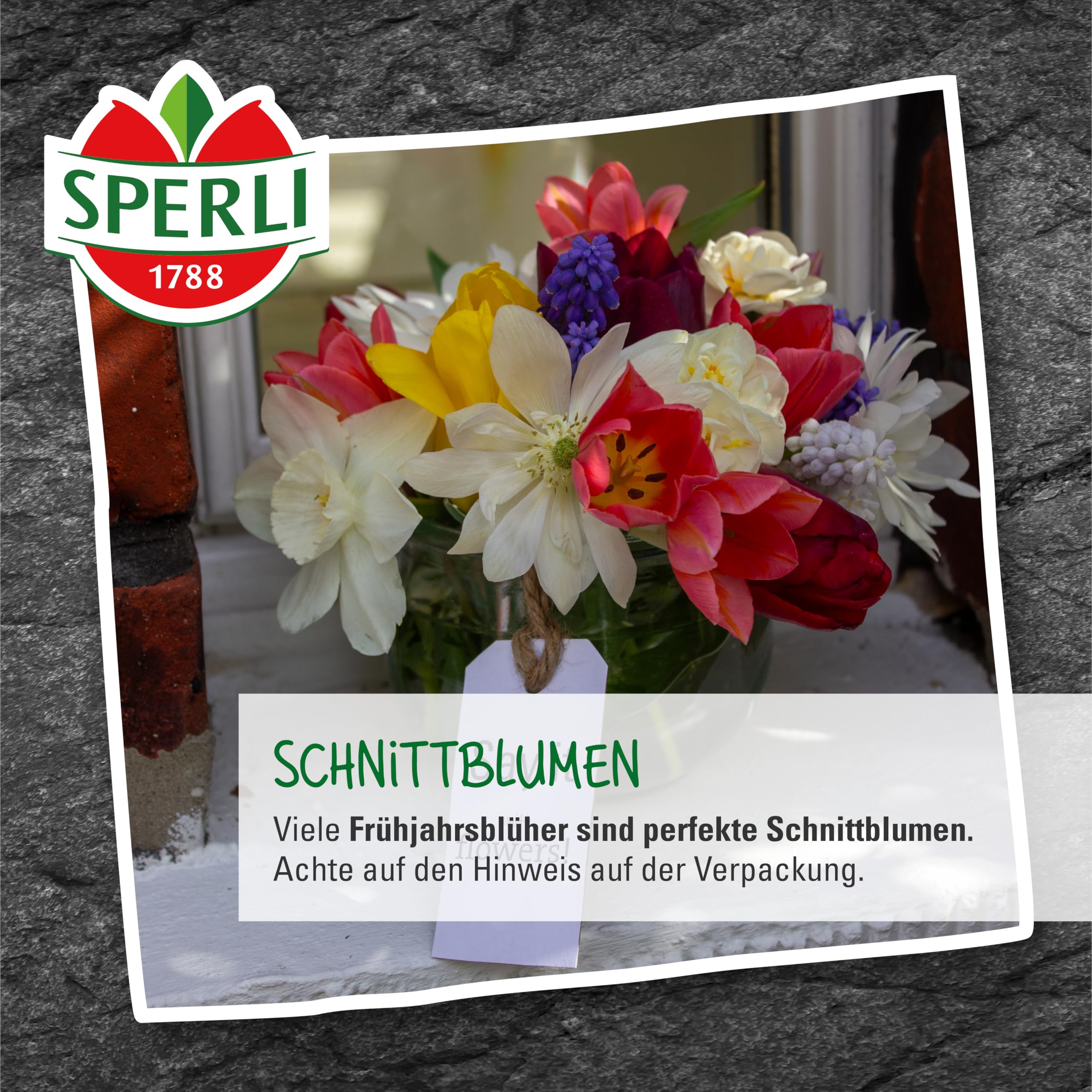 sperli-gef-llte-sp-te-tulpe-finola-blumenzwiebeln-wei-rosa-rot-50-cm-mai image 3