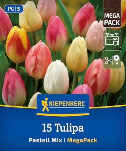 kiepenkerl-profi-line-triumph-tulpe-pastell-farbenspiel-mega-pack-blumenzwiebeln image 8